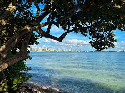 The Sarasota Waterfront 