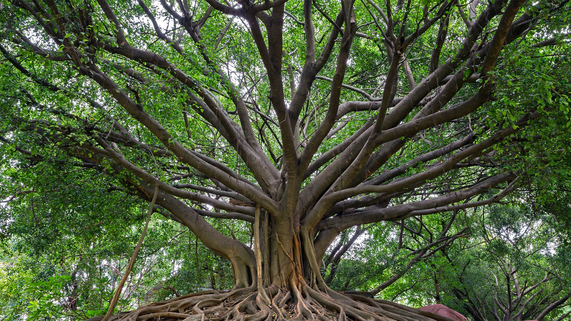 Large tree in sarasota