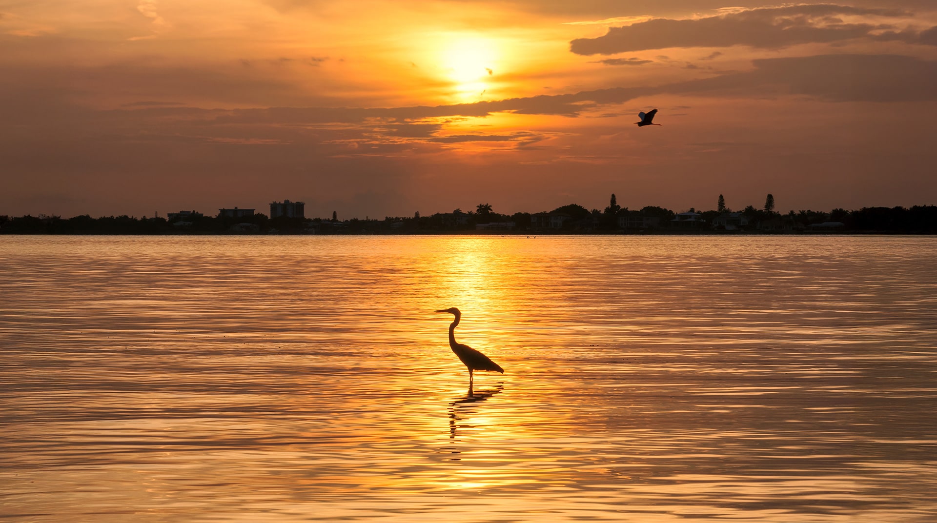 bird on the water